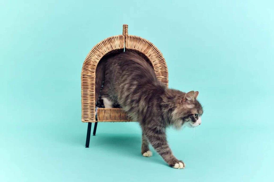 ikea woodgreen 在其最新的目录中展示了无家可归的狗和猫