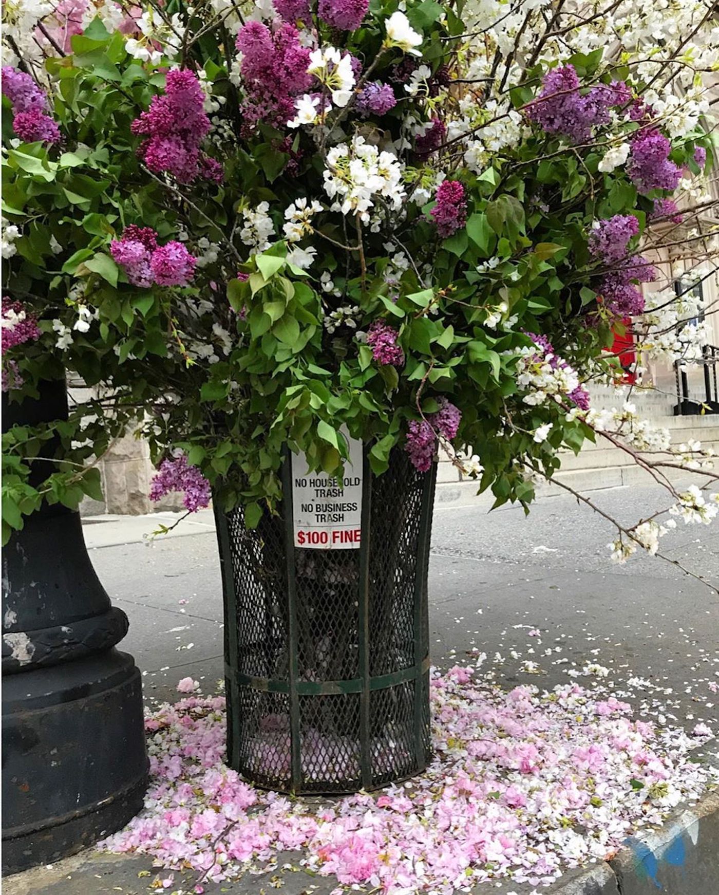 花艺师刘易斯·米勒将纽约的垃圾桶变成巨型花瓶